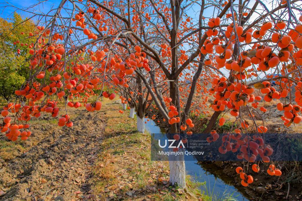 Quvasoy grows best in the autumn fruits