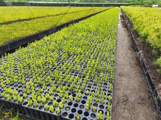 Ўзбекистон ўрмончилари Корея тажрибасини ўрганишмоқда