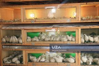 Арнасойда замонавий паррандачилик мажмуаси иш бошлади