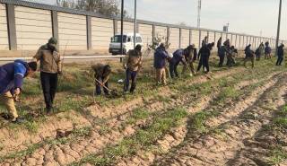 Сув хўжалиги объектларининг атрофи яшил майдонларга айланмоқда