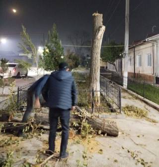 Рухсатсиз дарахт кесган фуқаро жаримага тортилди