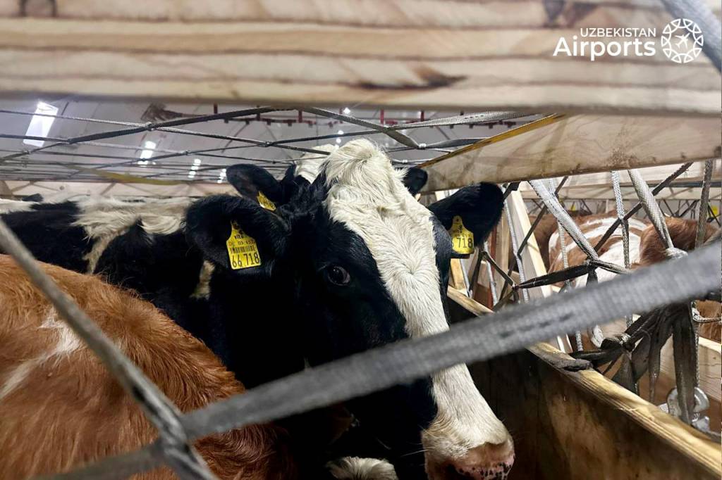 В аэропорту Ташкента встретили живой груз