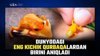 Дунёдаги энг кичик қурбақалардан бирини аниқлади