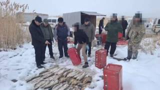 Балиқ браконьерлари табиатга миллиард сўмлик зарар етказди