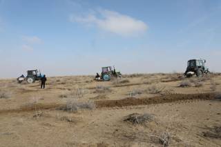 Чўлларда “яшил қоплама” – ҳимоя ўрмонзорлари барпо этилмоқда