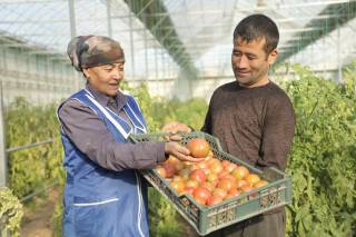 Иссиқхоналар — барқарор ҳосил таянчи