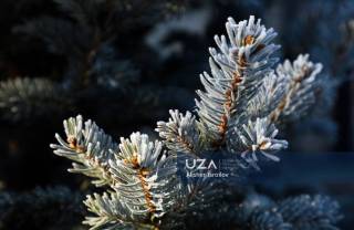 Она табиат...