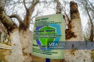 Водилдаги минг йиллик чинор