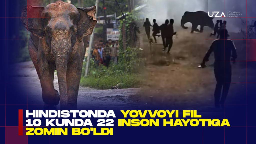 Hindistonda yovvoyi fil 22 kishining hayotiga zomin bo‘ldi (+video)