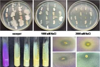Ўзбек олимлари шўрланган ерлар муаммосини ҳал этишга қаратилган муҳим илмий ишланма яратди