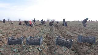 Жанубда картошка экиш бошланди