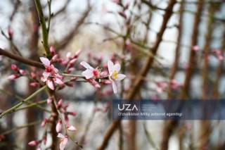 Абдулла Қодирий кўчасида дарахтлар гуллади