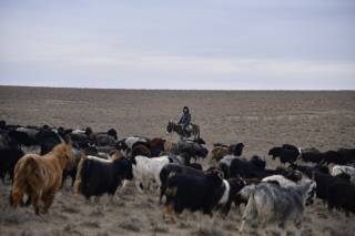 Чорвачилик ривожланмоқда