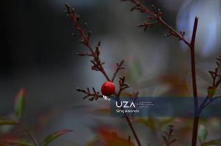 Навоийда ёмғирли кун