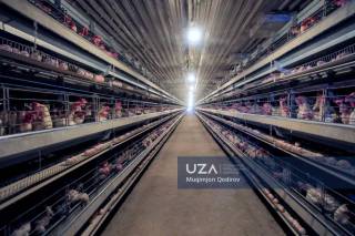 Қувасойда паррандачилик орқали янги иш ўринлари яратилмоқда