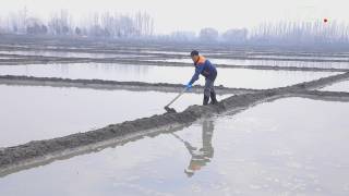 Ҳосилдорлик шўр ювишга ҳам боғлиқ