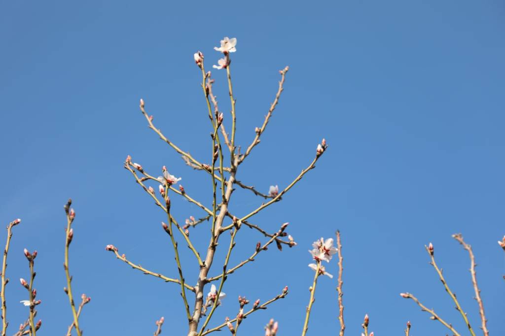 Сайхунободда ҳам бодом гуллади