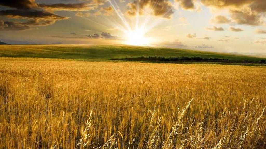 Разработаны новые удобрения