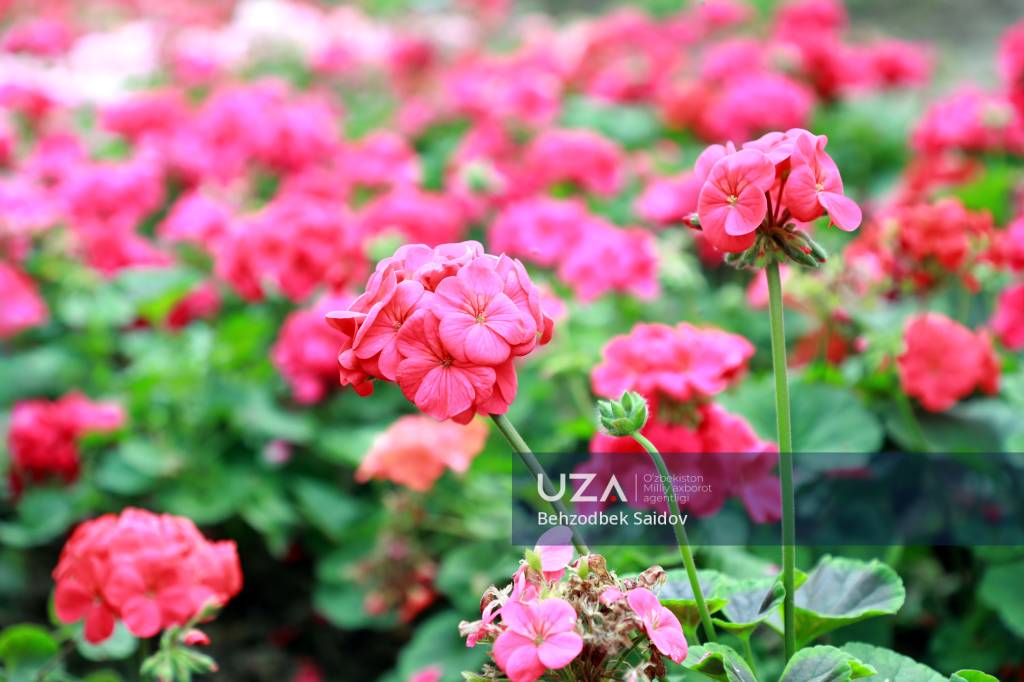 乌尔根奇的鲜花