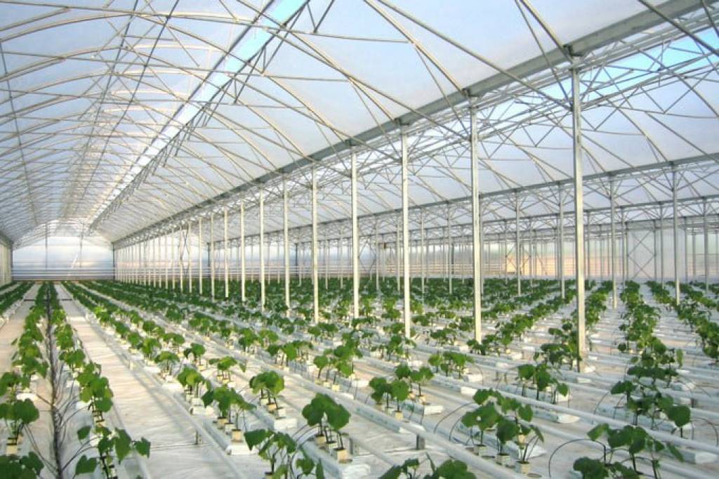 Инновацион иссиқхона: Энергия самарадорлиги ва рақамли бошқарув уйғунлиги