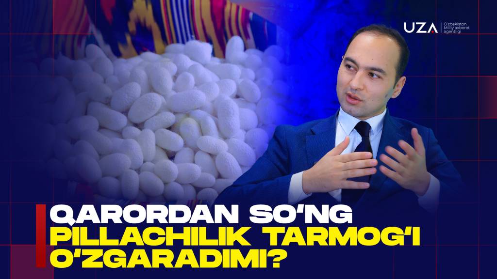 Qarordan so‘ng pillachilik serdaromad sohaga aylanadimi? (+video)