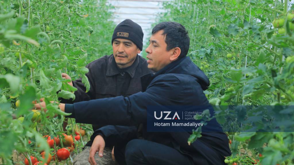 Томорқачилик орқали фаровонлик сари