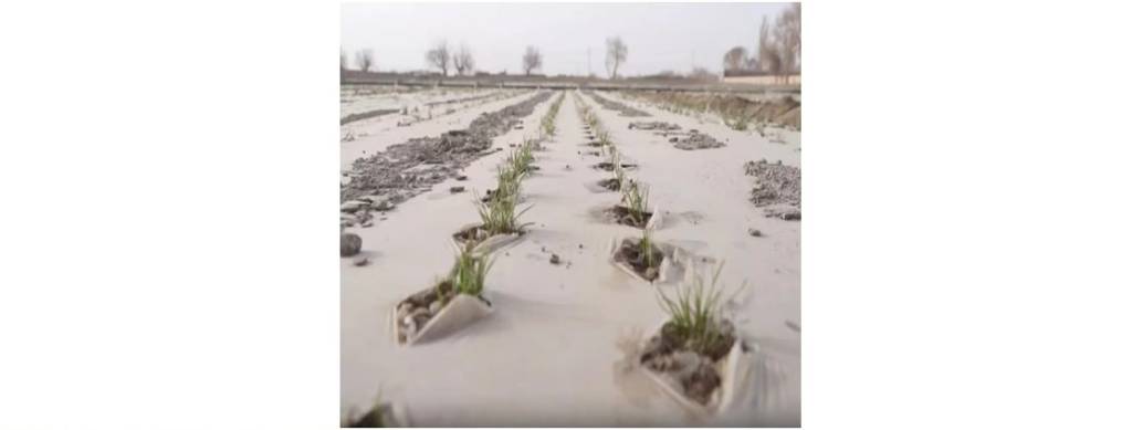 Zira qo‘shimcha daromad manbai