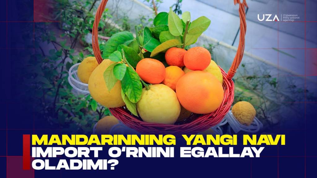 Mandarinning yangi navi import o‘rnini bosa oladimi? (+video)