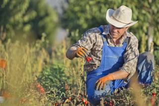 Өзбекстандықтар АҚШ-қа ауыл шаруашылығы жұмыстарына тартылуы мүмкін