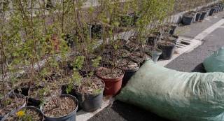 Тошкентда яшил ҳудудларни тиклаш бўйича пилот лойиҳа тақдим этилди