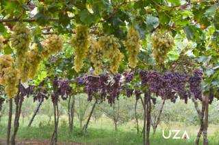 Узумини енгу, боғини сўраманг