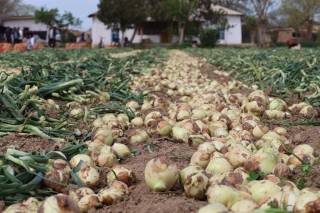 Меҳнатободда баҳорги пиёз йиғиштириб олинмоқда