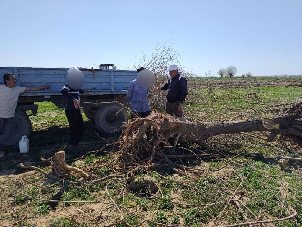 Дарахтларни кесманг, жаримаси “чақади”
