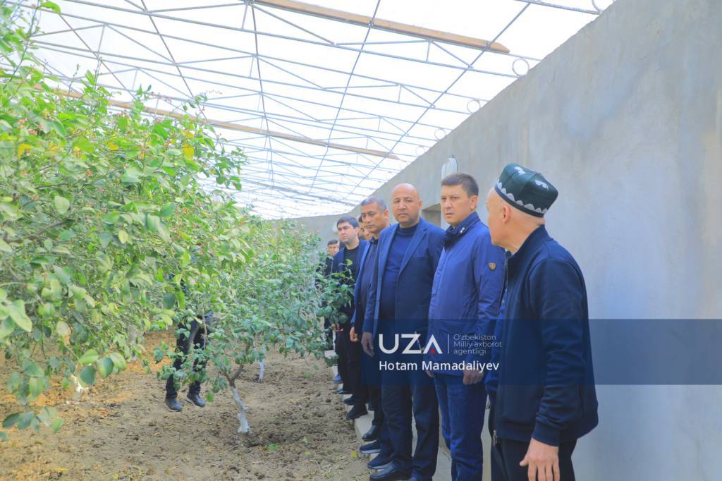 Чаманзор томорқачилари