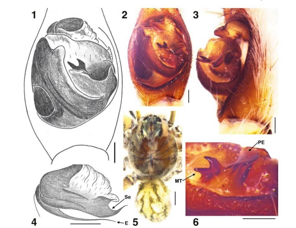 Қорақалпоғистон ҳудудида янги ўргимчак тури аниқланди —илмий тадқиқот