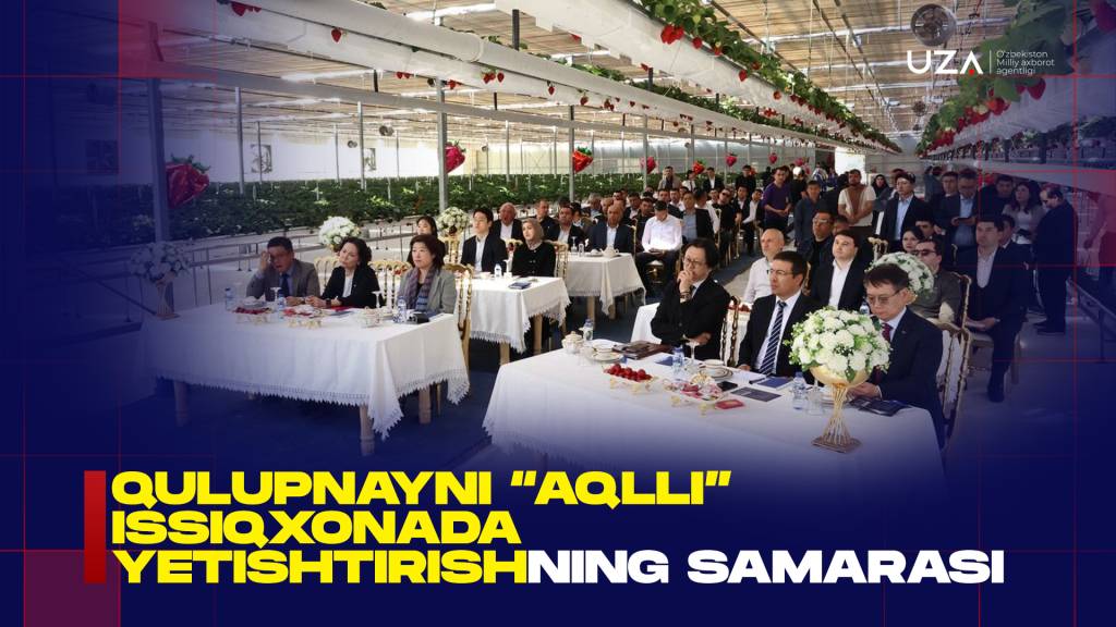 Қулупнайни “ақлли” иссиқхонада етиширишнинг самараси  (+видео)