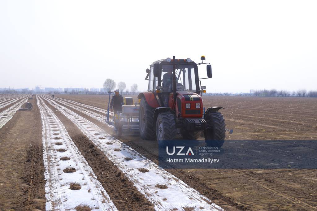 To‘raqo‘rg‘onda chigit ekish mavsumi boshlandi