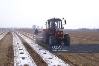 Тўрақўрғонда чигит экиш мавсуми бошланди