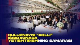 Эффективность выращивания клубники в «умных» теплицах