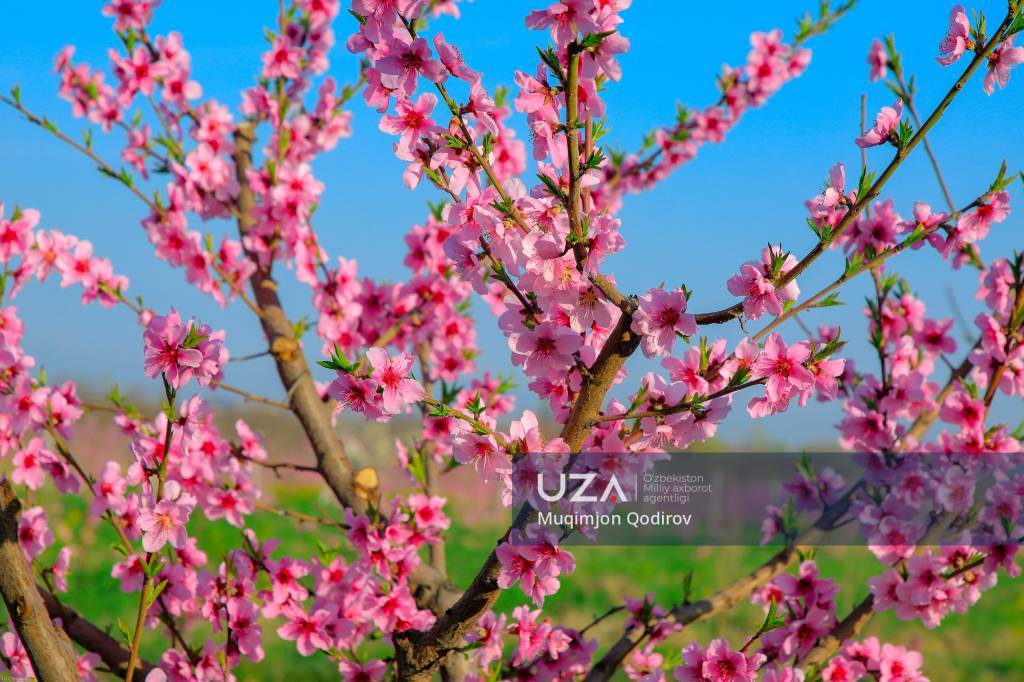 Фарғона боғларида баҳор нафаси