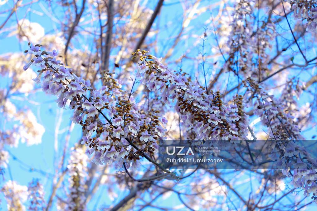 Андижонда баҳор таровати: павловния гуллари шаҳарга ҳусн бағишламоқда