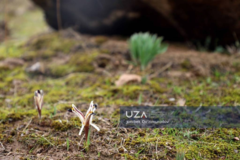 Milliy tabiat bog‘lari tashkil etiladi