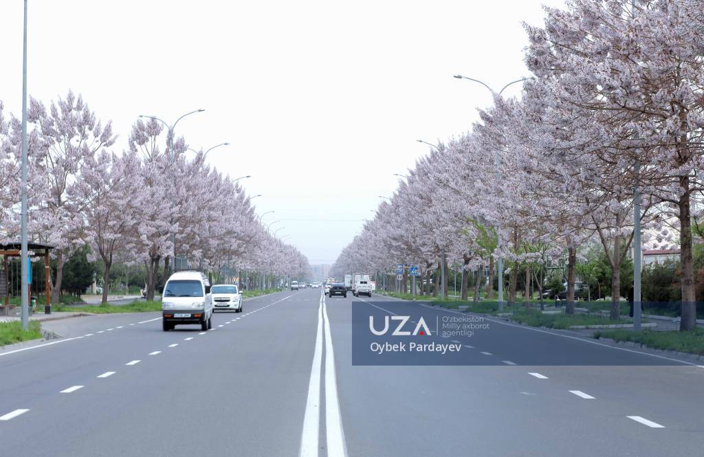 Ko‘klam jilosi: poytaxtda gullagan pavlovniyalar