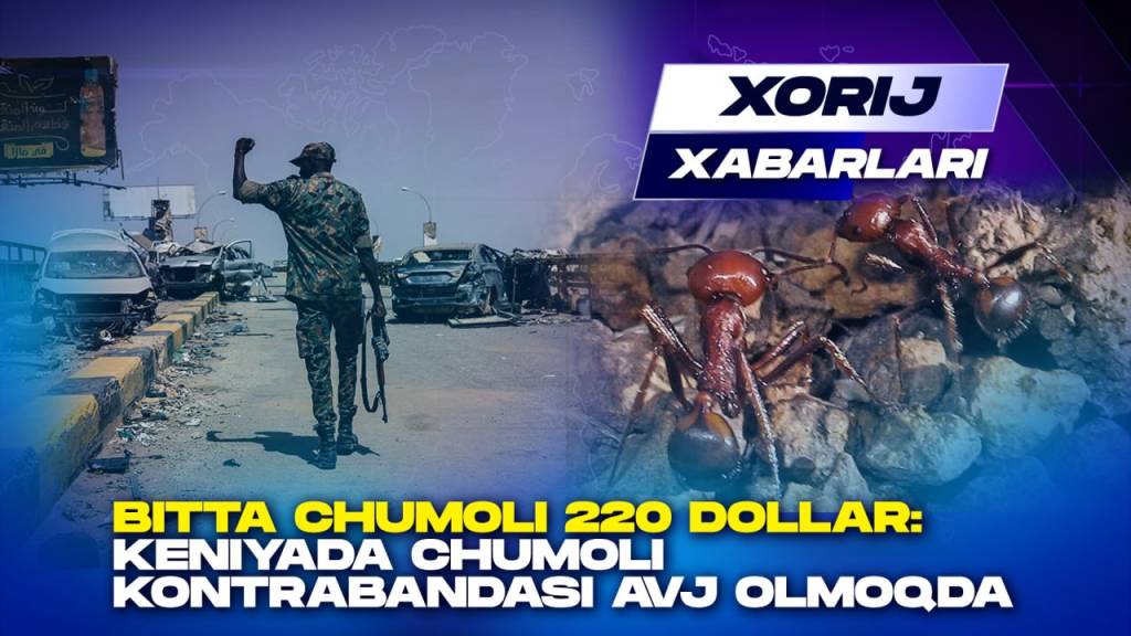 Битта чумоли 220 доллар: Кенияда чумоли контрабандаси авж олмоқда (+видео)