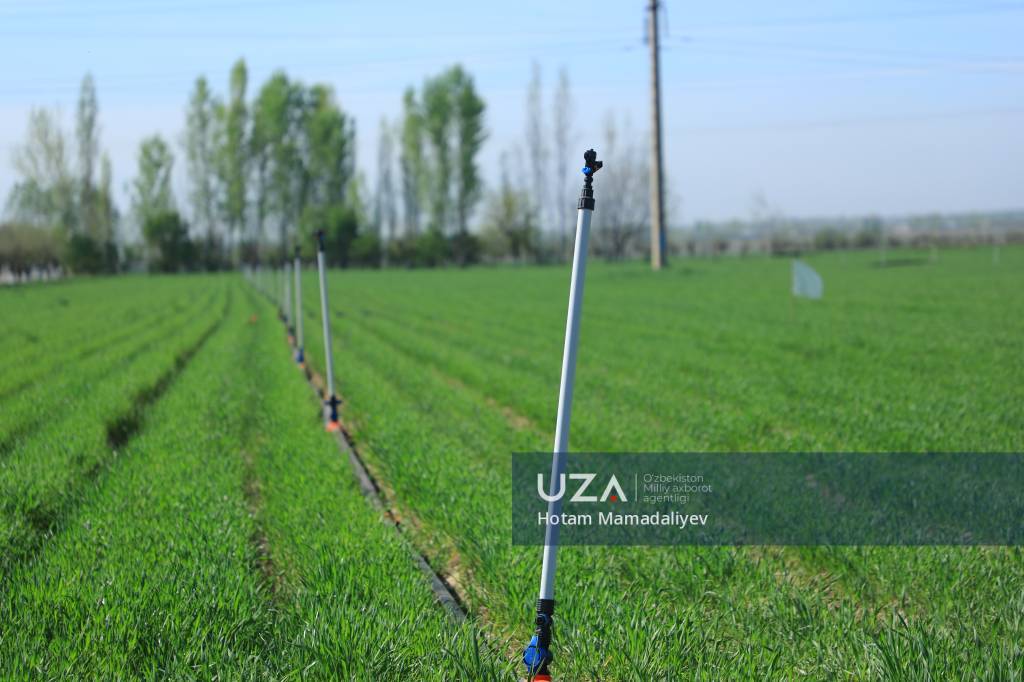 Дала ишлари қизғин: ҳосил учун муҳим палла