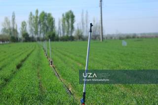 Дала ишлари қизғин: ҳосил учун муҳим палла