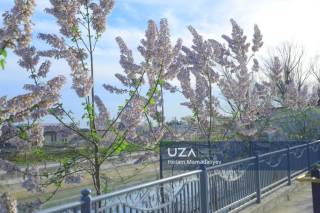 Наманган готовится к празднику цветов