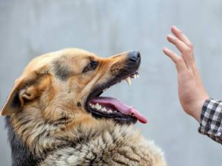 Odamga it hujum qilsa, it egasiga nisbatan javobgarlik bormi?