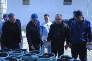 Ёзёвонда чигит рангли плёнка остига экилмоқда