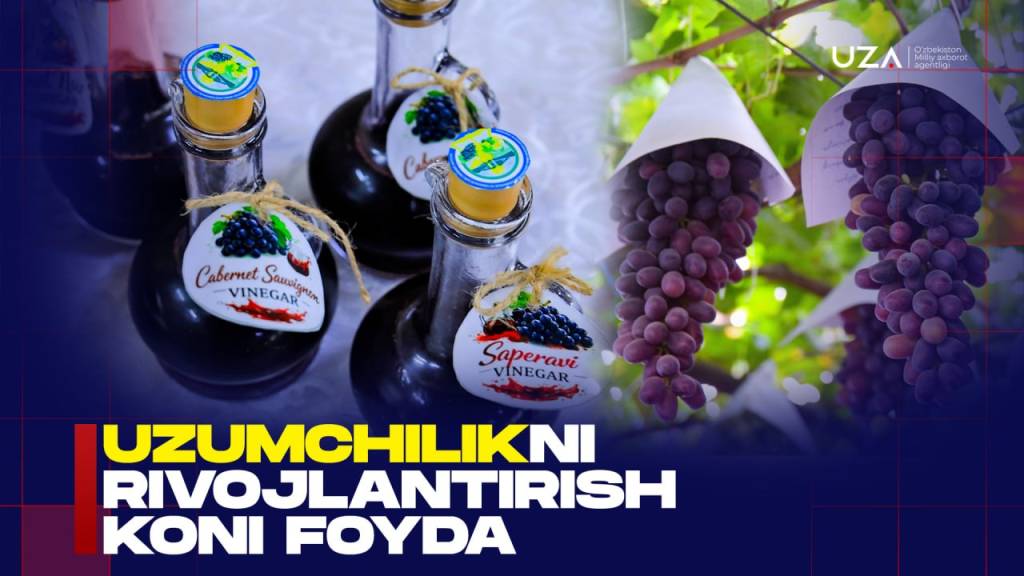 Uzumchilik sohasini rivojlantirish koni foyda (+video)